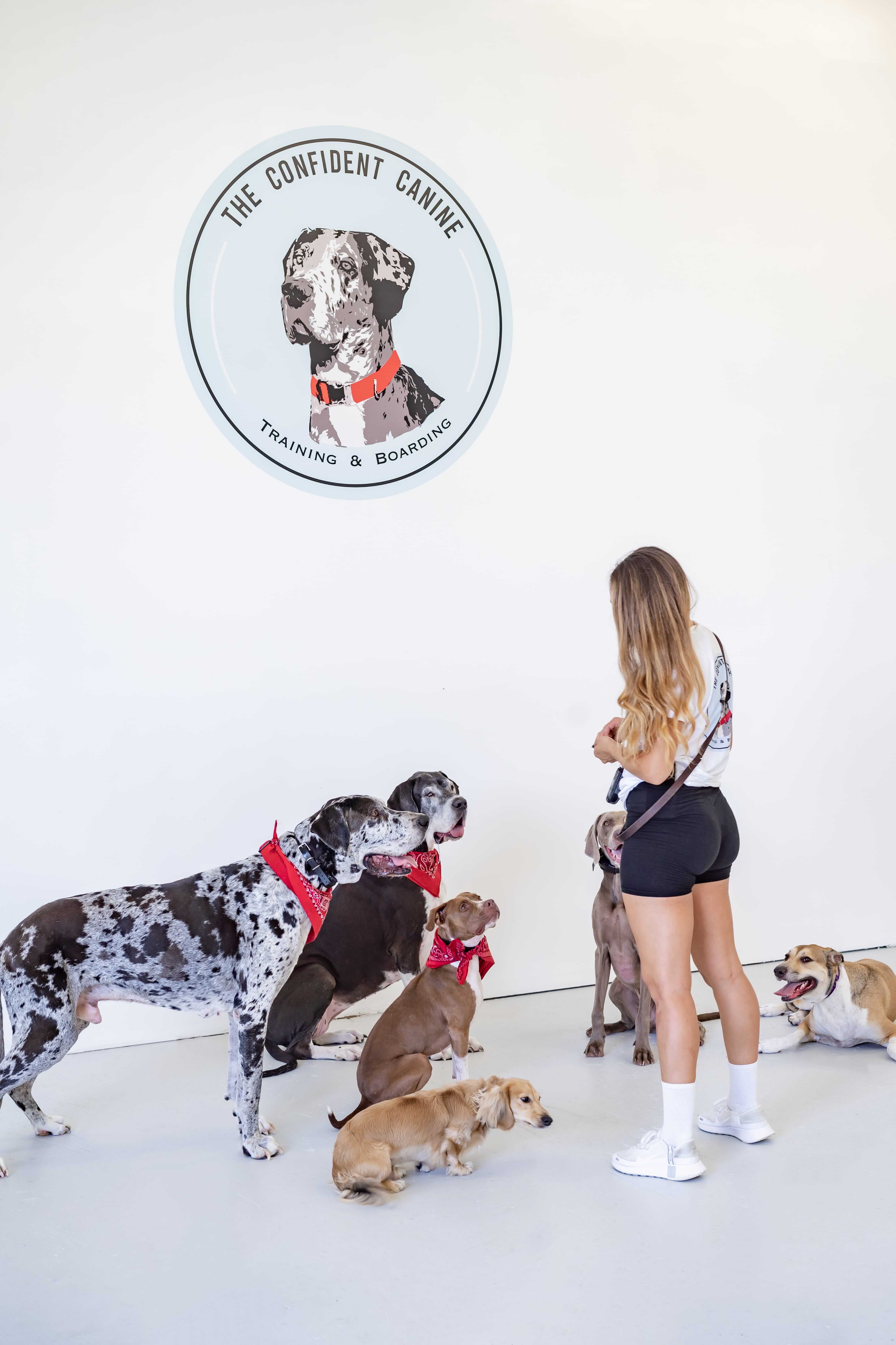 Professional Dog Training & Boarding West Palm Beach